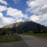 Alpenrose