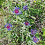 Berghaus Schönbüel