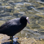 Bad Am See
