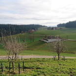 Traube