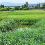 Wauwil