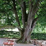 Kastanienbaum