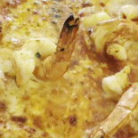Pizzeria Rebstock