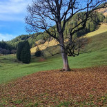 Chalet- Schwarzwaldalp
