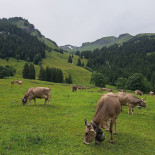 Chalet- Schwarzwaldalp
