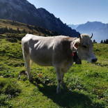 Alp Oberchäseren