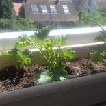 Le Shiso
