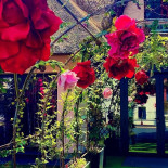 Chez Leïli