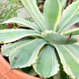 Elaia