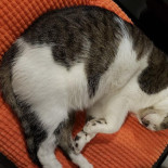 Catfé Lounge