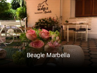 Beagle Marbella reserva